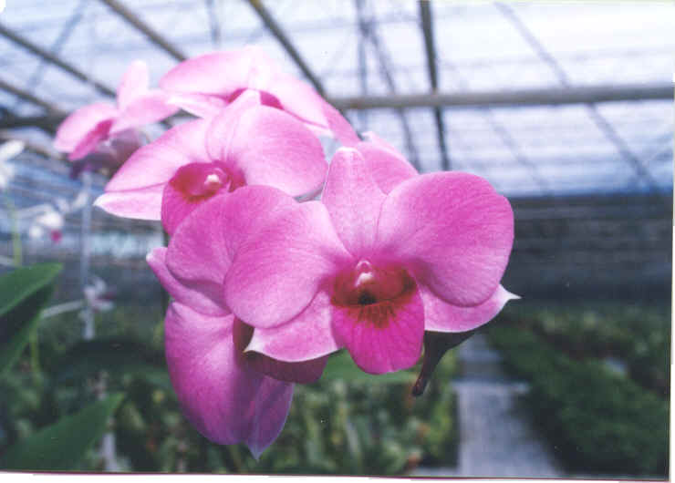 thailand-flower].bmp (1176654 bytes)